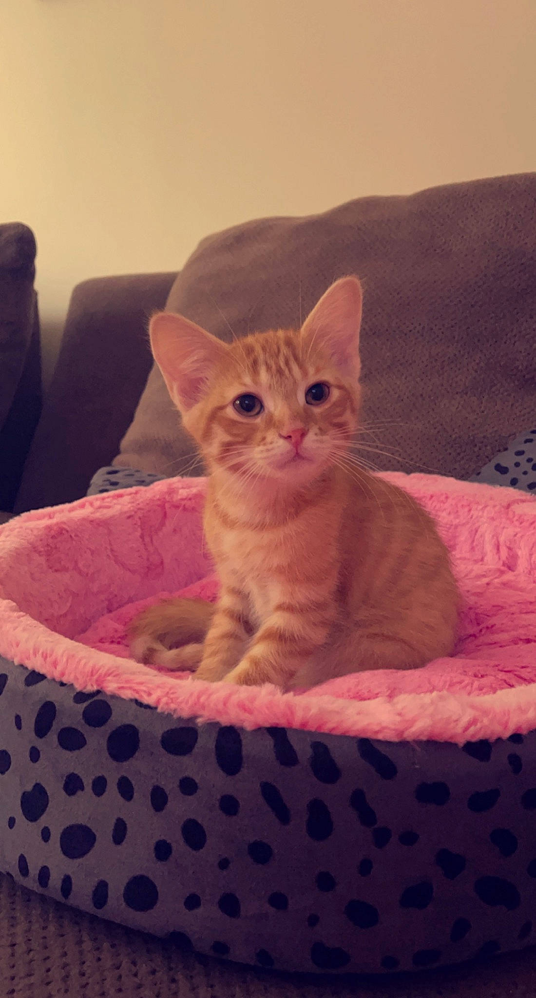 Gingy is registered to the contest to win money with this photo: bed, carnivore, cat, cat_supply, comfort, couch, domestic_short_haired_cat, fawn, felidae, fur, linens, magenta, pet_supply, pink, sitting, small_to_medium_sized_cats, snout, tail, textile, whiskers