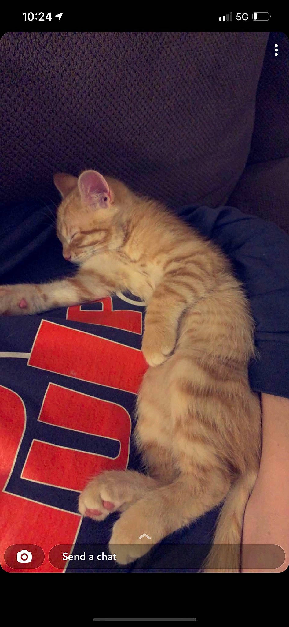 Gingy joined the competition — help win amazing prizes! carnivore, cat, claw, comfort, domestic_short_haired_cat, fawn, felidae, flooring, foot, fur, hardwood, human_leg, lap, paw, sitting, small_to_medium_sized_cats, snout, tail, whiskers, wood