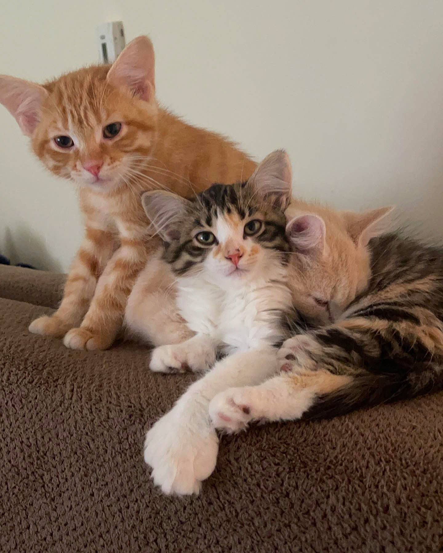 Gingy is registered to the contest to win money with this photo: bed, carnivore, cat, claw, comfort, domestic_short_haired_cat, fawn, felidae, fur, paw, sitting, small_to_medium_sized_cats, snout, tail, whiskers