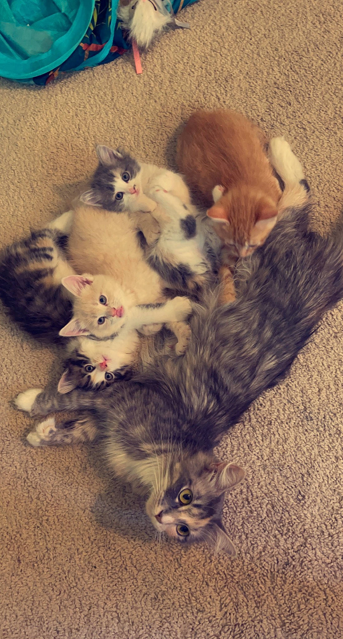 Luna joined the competition — help win amazing prizes! canidae, carnivore, cat, claw, comfort, companion_dog, dog_breed, domestic_short_haired_cat, fawn, felidae, fur, nap, paw, puppy, small_to_medium_sized_cats, snout, sporting_group, tail, terrestrial_animal, whiskers