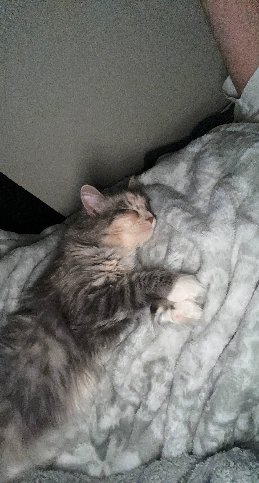 Luna joined the competition — help win amazing prizes! bed, bed_sheet, bedding, carnivore, cat, claw, comfort, domestic_short_haired_cat, felidae, fur, grey, linens, mammal, nap, paw, sleep, small_to_medium_sized_cats, snout, tail, whiskers