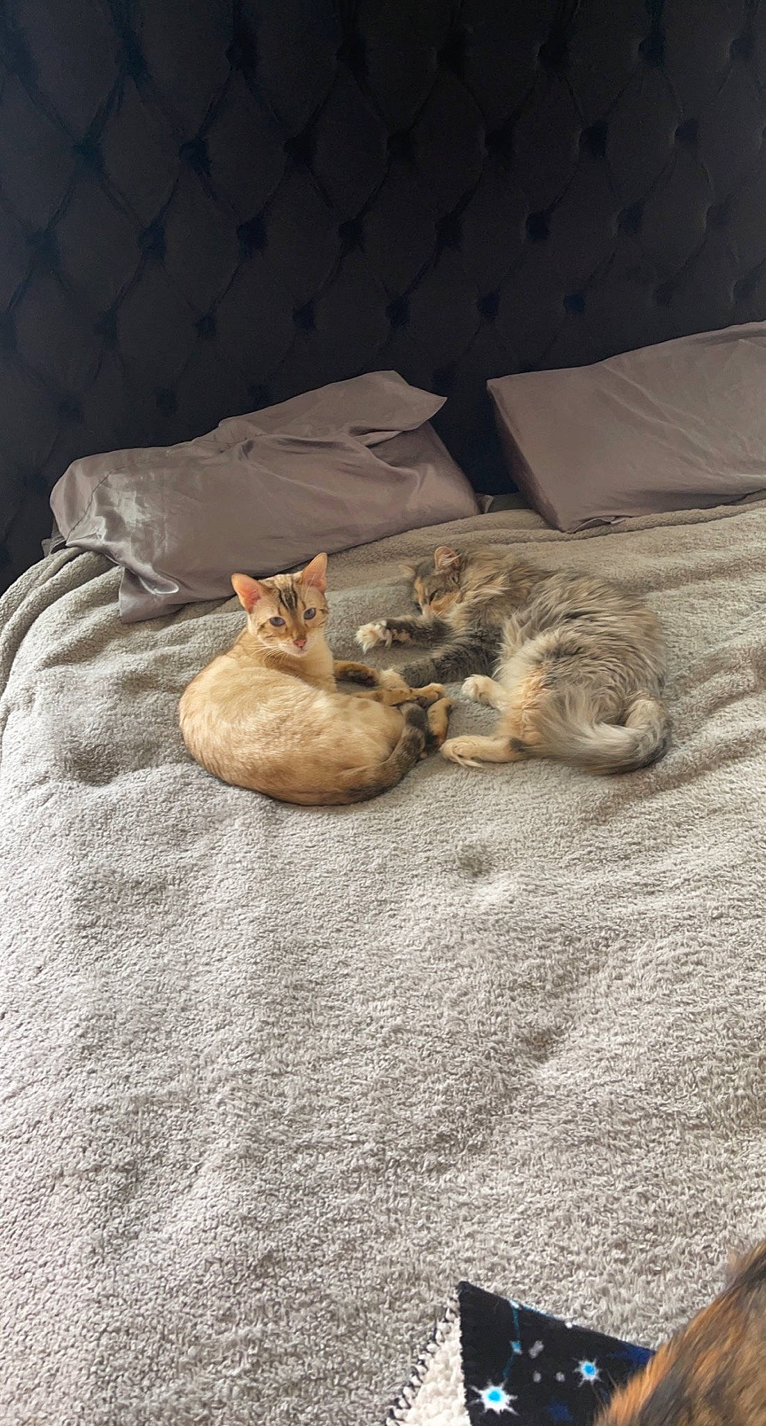 Luna is registered to the contest to win money with this photo: bed, bedding, carnivore, cat, comfort, domestic_short_haired_cat, fawn, felidae, fur, grey, linens, paw, room, small_to_medium_sized_cats, snout, tail, tree, whiskers, wildlife, wood