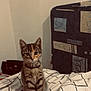 animal, bed, blanket, cat, collar, cozy, curious, cute, domestic, ears, feline, furniture, indoor, kitten, pet, sitting, striped, tabby, whiskers, young