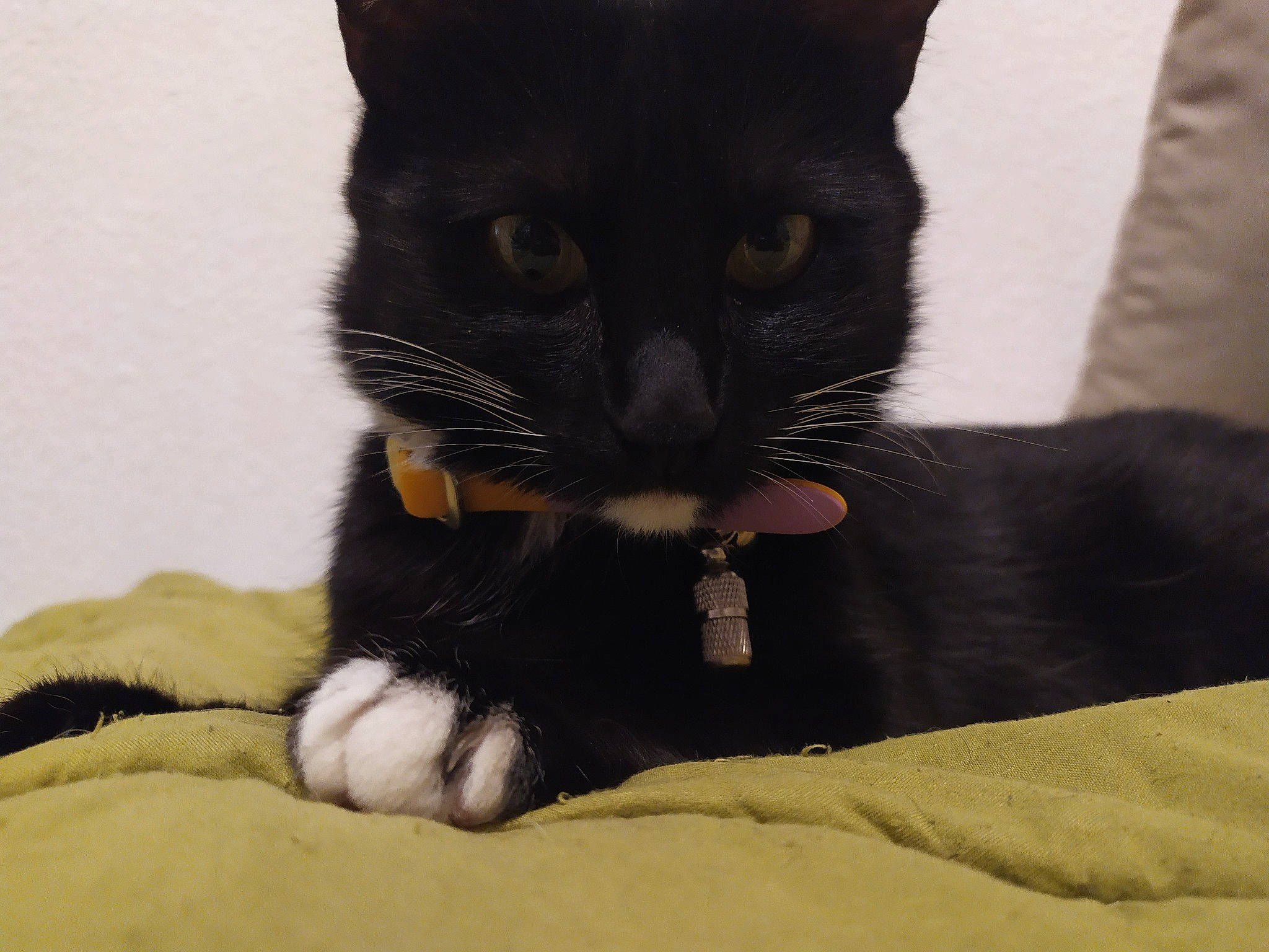 Hope a rejoint le concours — aidez-le/la à gagner de superbes lots ! black_cat, bombay, carnivore, cat, cat_supply, claw, comfort, domestic_short_haired_cat, felidae, foot, fur, gesture, paw, small_to_medium_sized_cats, snout, tail, terrestrial_animal, whiskers