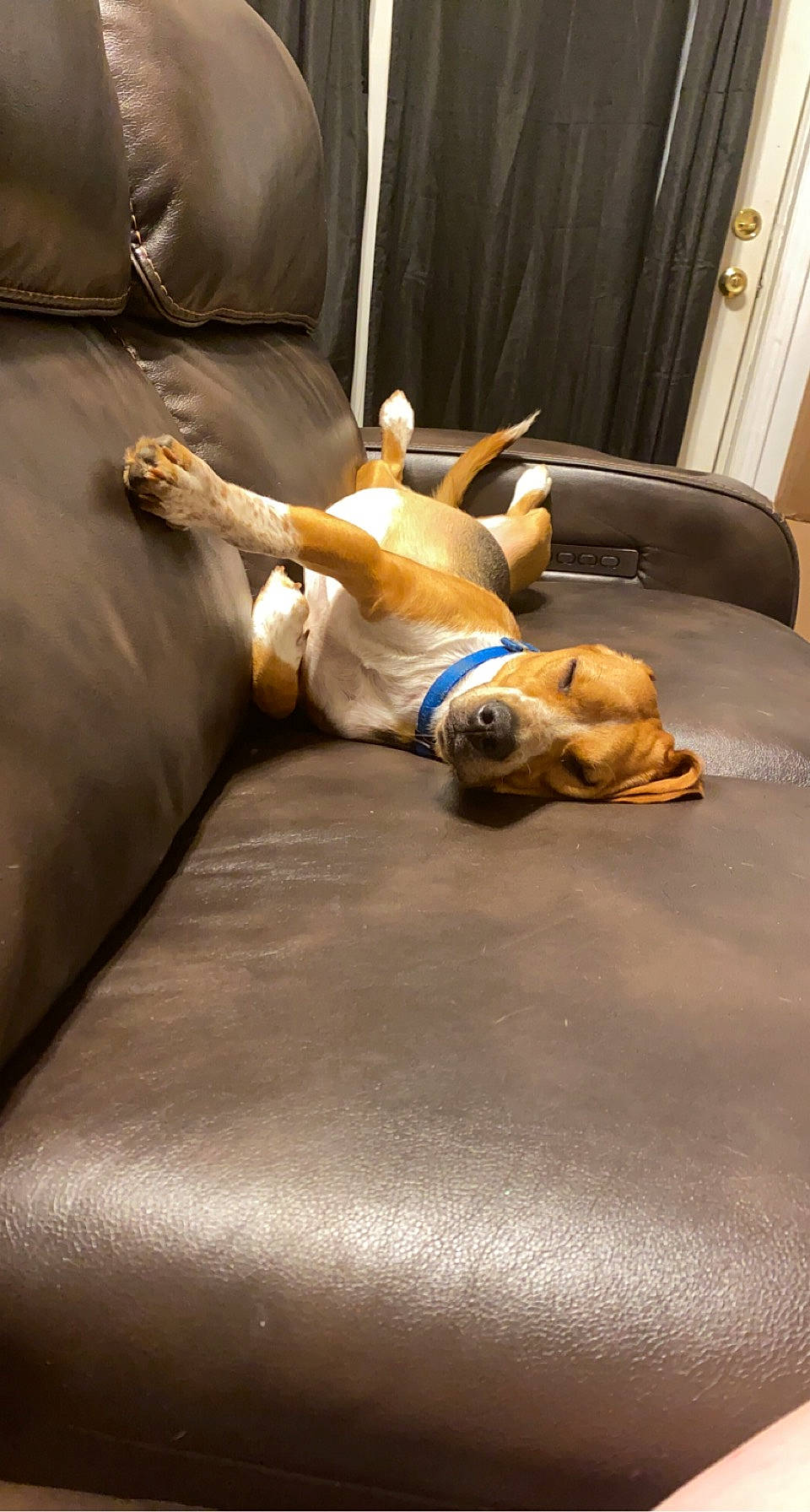 Jack joined the competition — help win amazing prizes! carnivore, comfort, companion_dog, couch, dog, dog_breed, dog_supply, fawn, floor, flooring, fur, furniture, hardwood, linens, living_room, snout, studio_couch, table, wood, working_animal