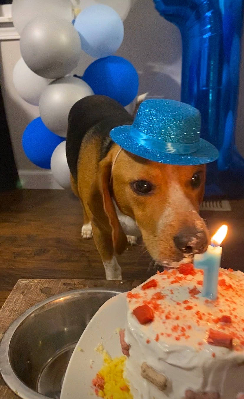 Jack joined the competition — help win amazing prizes! balloon, birthday_candle, blue, cake, cake_decorating, candle, carnivore, dog, fawn, fedora, food, hat, ingredient, party_hat, party_supply, plate, recipe, sugar_cake, sun_hat, tableware