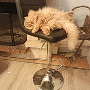 Nobo participe au concours pour gagner de l'argent avec cette photo : cat, sleeping, furniture, bar_stool, fireplace, basket, floor, indoor, pet, tail, cozy, relaxing, fur, orange, animal, home, resting, chair, metal, wood