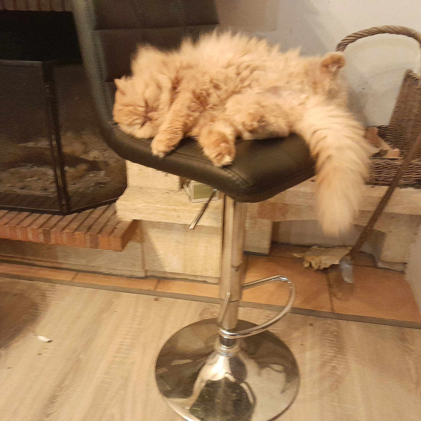 Nobo participe au concours pour gagner de l'argent avec cette photo : animal, bar_stool, basket, cat, chair, cozy, fireplace, floor, fur, furniture, home, indoor, metal, orange, pet, relaxing, resting, sleeping, tail, wood