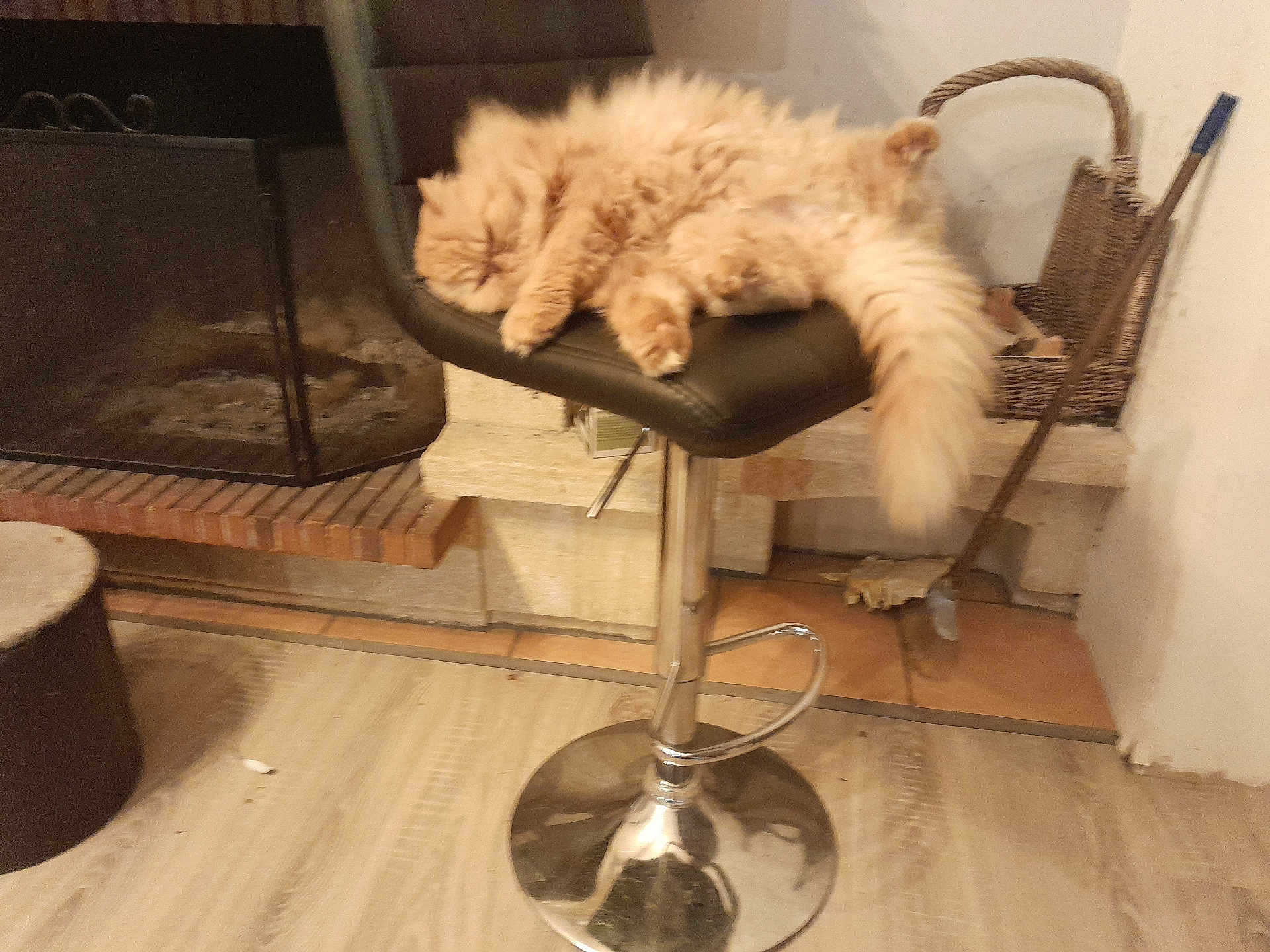 Nobo participe au concours pour gagner de l'argent avec cette photo : cat, sleeping, furniture, bar_stool, fireplace, basket, floor, indoor, pet, tail, cozy, relaxing, fur, orange, animal, home, resting, chair, metal, wood