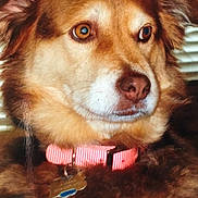Amber is registered to the contest to win money with this photo: dog, pet, close_up, collar, tag, brown_fur, fluffy, animal, domestic_animal, muzzle, ears, whiskers, portrait, looking_away, indoor, fur_texture, canine, friendly, cute, companion