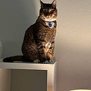 Elliott is registered to the contest to win money with this photo: cat, tabby, indoor, sitting, shelf, lamp, collar, pet, animal, feline, shadow, wall, fur, whiskers, ears, paws, domestic, household, light, quiet