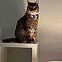 cat, tabby, indoor, sitting, shelf, lamp, collar, pet, animal, feline, shadow, wall, fur, whiskers, ears, paws, domestic, household, light, quiet