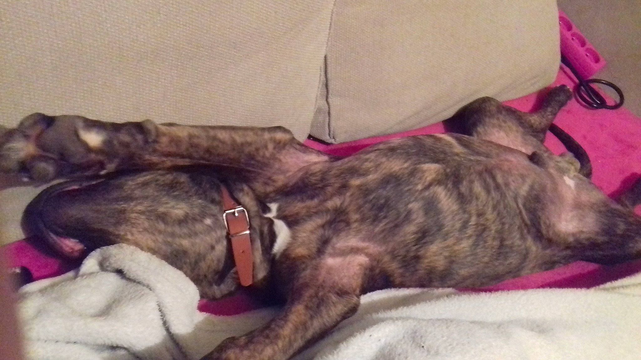 Jump a rejoint le concours — aidez-le/la à gagner de superbes lots ! bullmastiff, canidae, carnivore, companion_dog, dog, dog_breed, fawn, lurcher, nap, non_sporting_group, puppy, sleep