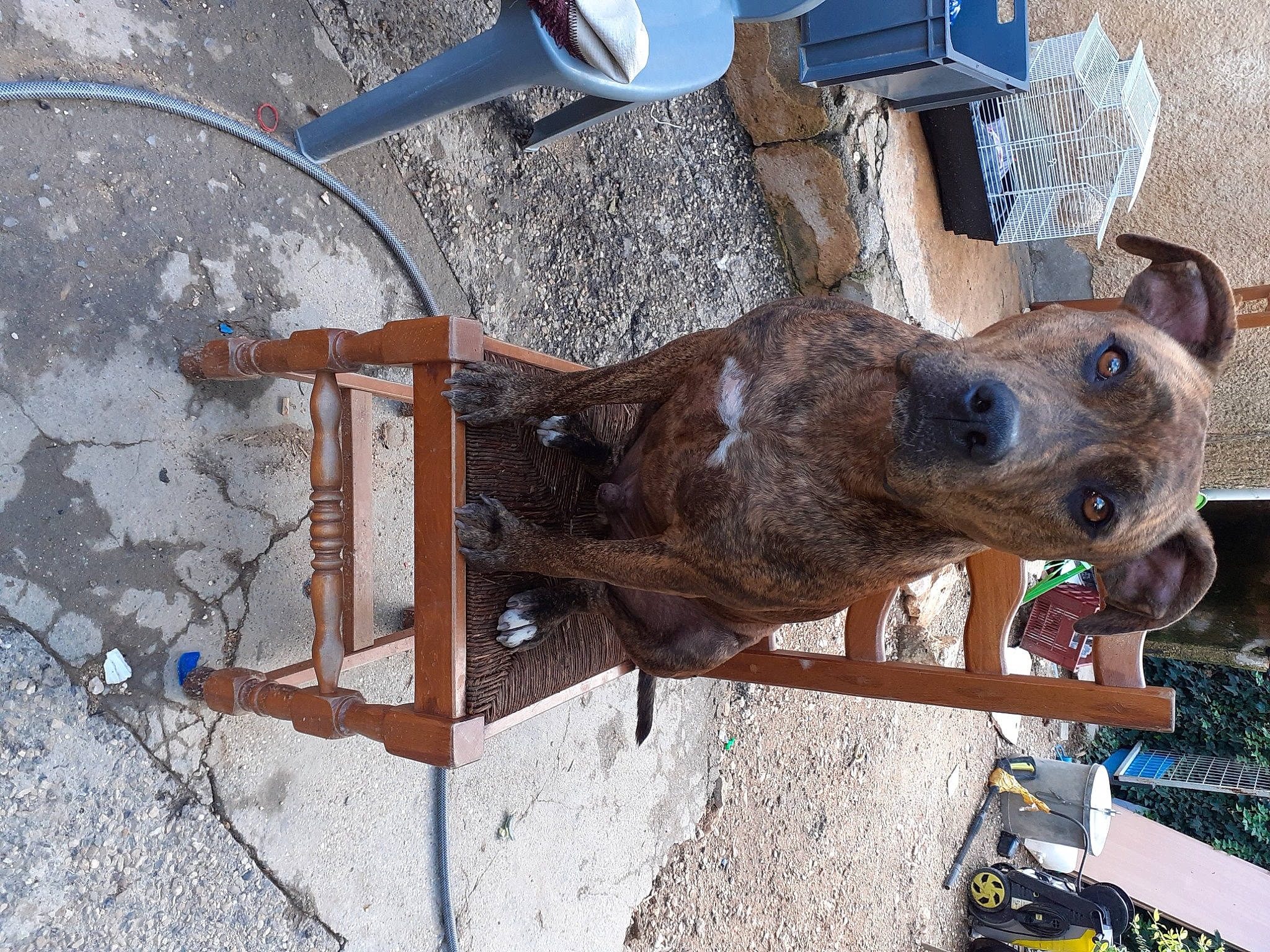 Jump a rejoint le concours — aidez-le/la à gagner de superbes lots ! canidae, carnivore, dog, dog_breed, fawn, sporting_group