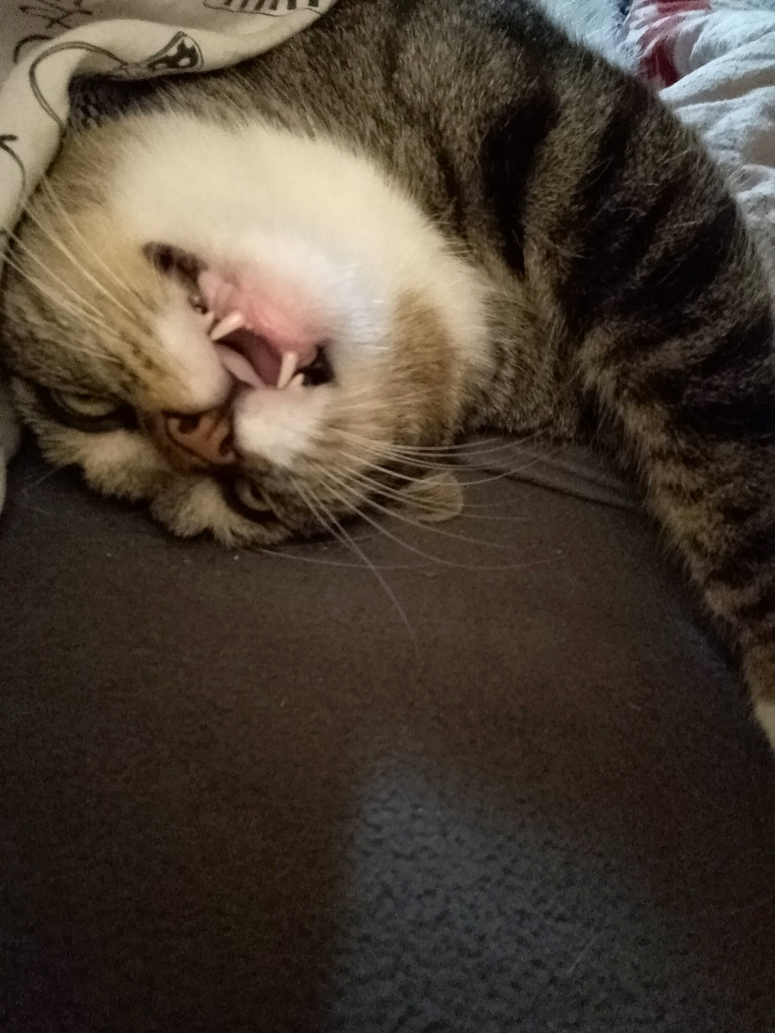 Quinouille a rejoint le concours — aidez-le/la à gagner de superbes lots ! carnivore, cat, claw, cloud, comfort, domestic_short_haired_cat, ear, felidae, fur, grey, nap, paw, sleep, small_to_medium_sized_cats, tail, whiskers