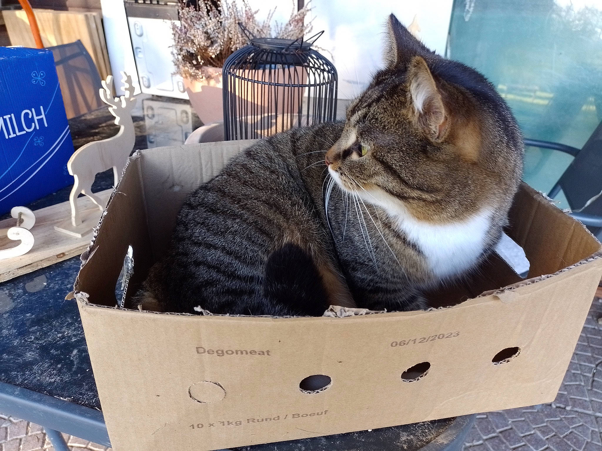 Quinouille a rejoint le concours — aidez-le/la à gagner de superbes lots ! basket, box, cardboard, carnivore, carton, cat, comfort, felidae, packaging_and_labeling, packing_materials, pet_supply, plant, shipping_box, small_to_medium_sized_cats, storage_basket, tree, vertebrate, whiskers, wicker, wood