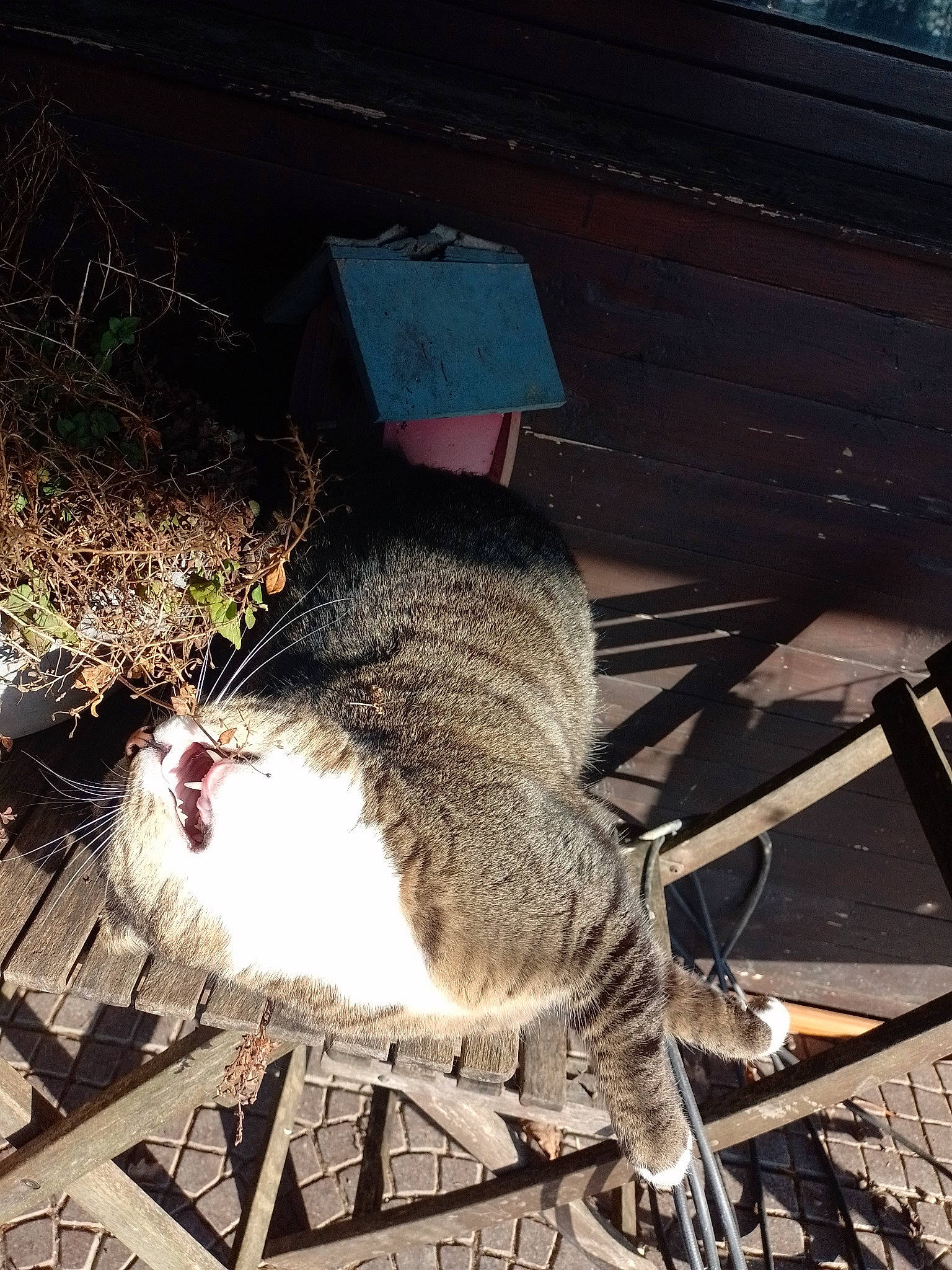 Quinouille participe au concours pour gagner de l'argent avec cette photo : felidae, fur, grass, line, marsupial, metal, muroidea, rodent, small_to_medium_sized_cats, soil, tail, terrestrial_animal, tints_and_shades, twig, whiskers, wildlife, wood