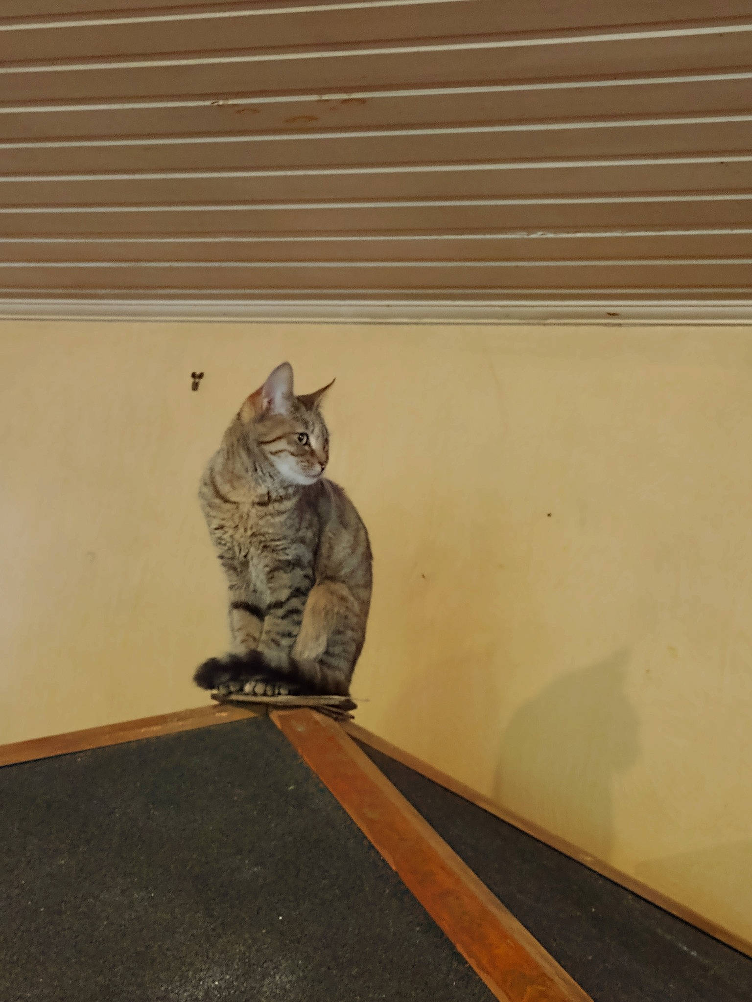 Perle a rejoint le concours — aidez-le/la à gagner de superbes lots ! carnivore, cat, domestic_short_haired_cat, felidae, floor, flooring, fur, grey, hardwood, room, shadow, small_to_medium_sized_cats, snout, tail, terrestrial_animal, whiskers, window_covering, wood