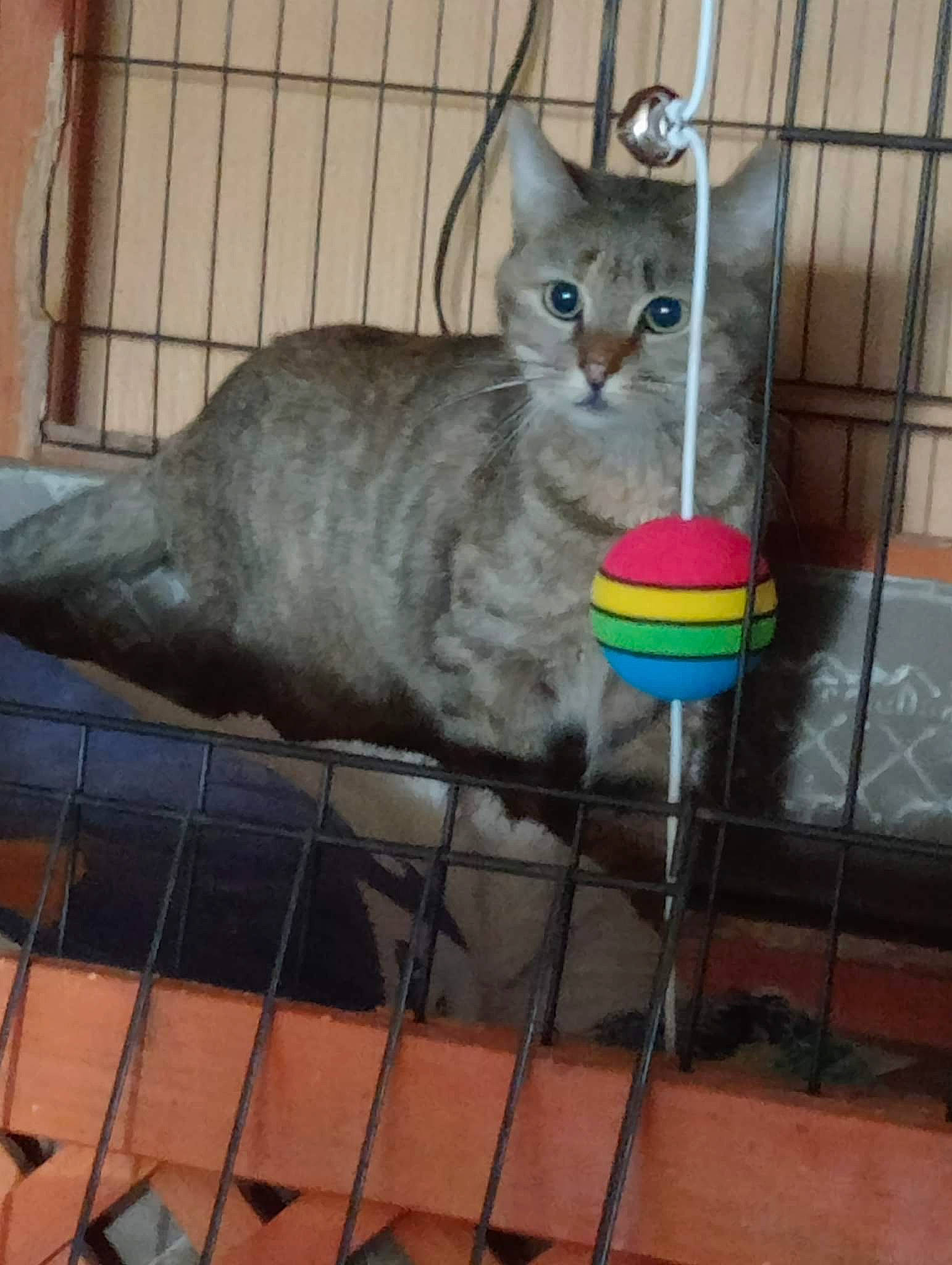 Perle a rejoint le concours — aidez-le/la à gagner de superbes lots ! animal_shelter, cage, carnivore, cat, cat_supply, cat_toy, domestic_short_haired_cat, fawn, felidae, flooring, fur, mammal, metal, pet_supply, small_to_medium_sized_cats, snout, tail, terrestrial_animal, vertebrate, whiskers