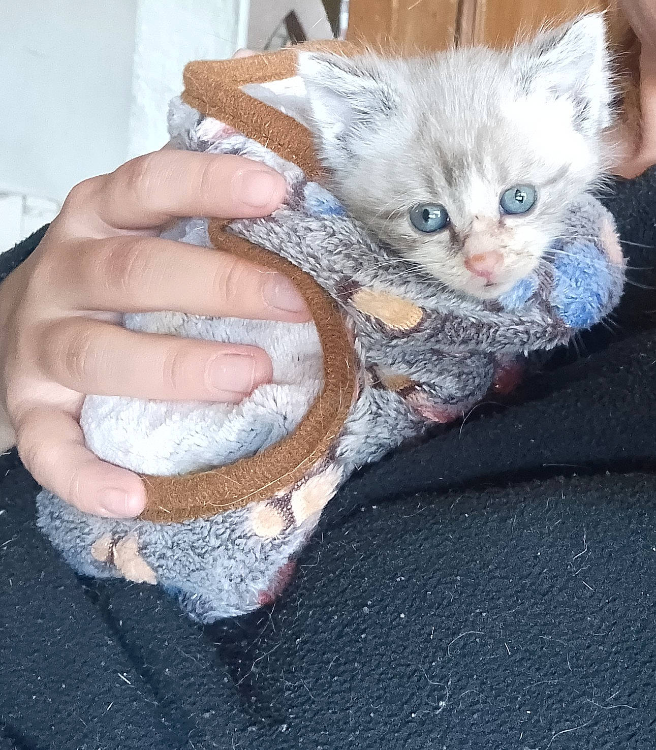 Sushis participe au concours pour gagner de l'argent avec cette photo : art, carnivore, cat, comfort, couch, domestic_short_haired_cat, fashion_accessory, fawn, felidae, fur, gesture, nail, paw, plant, small_to_medium_sized_cats, tail, tree, whiskers, wood, wool