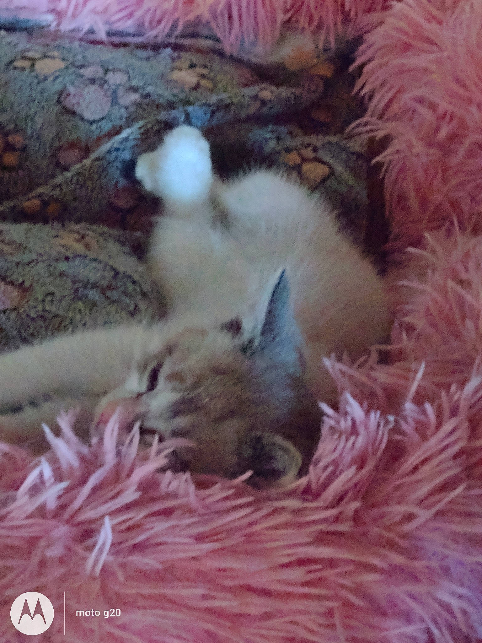 Sushis participe au concours pour gagner de l'argent avec cette photo : art, canidae, carnivore, cat, claw, fawn, felidae, fur, magenta, nap, paw, peach, pink, small_to_medium_sized_cats, snout, tail, whiskers, wildlife