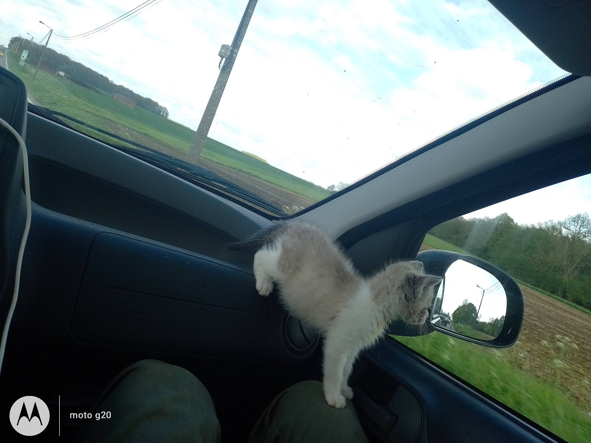 Sushis participe au concours pour gagner de l'argent avec cette photo : automotive_design, automotive_exterior, automotive_mirror, automotive_side_view_mirror, car, carnivore, cloud, dog, hood, mirror, motor_vehicle, personal_luxury_car, rear_view_mirror, sky, steering_wheel, tints_and_shades, vehicle, vehicle_door, window, windscreen_wiper