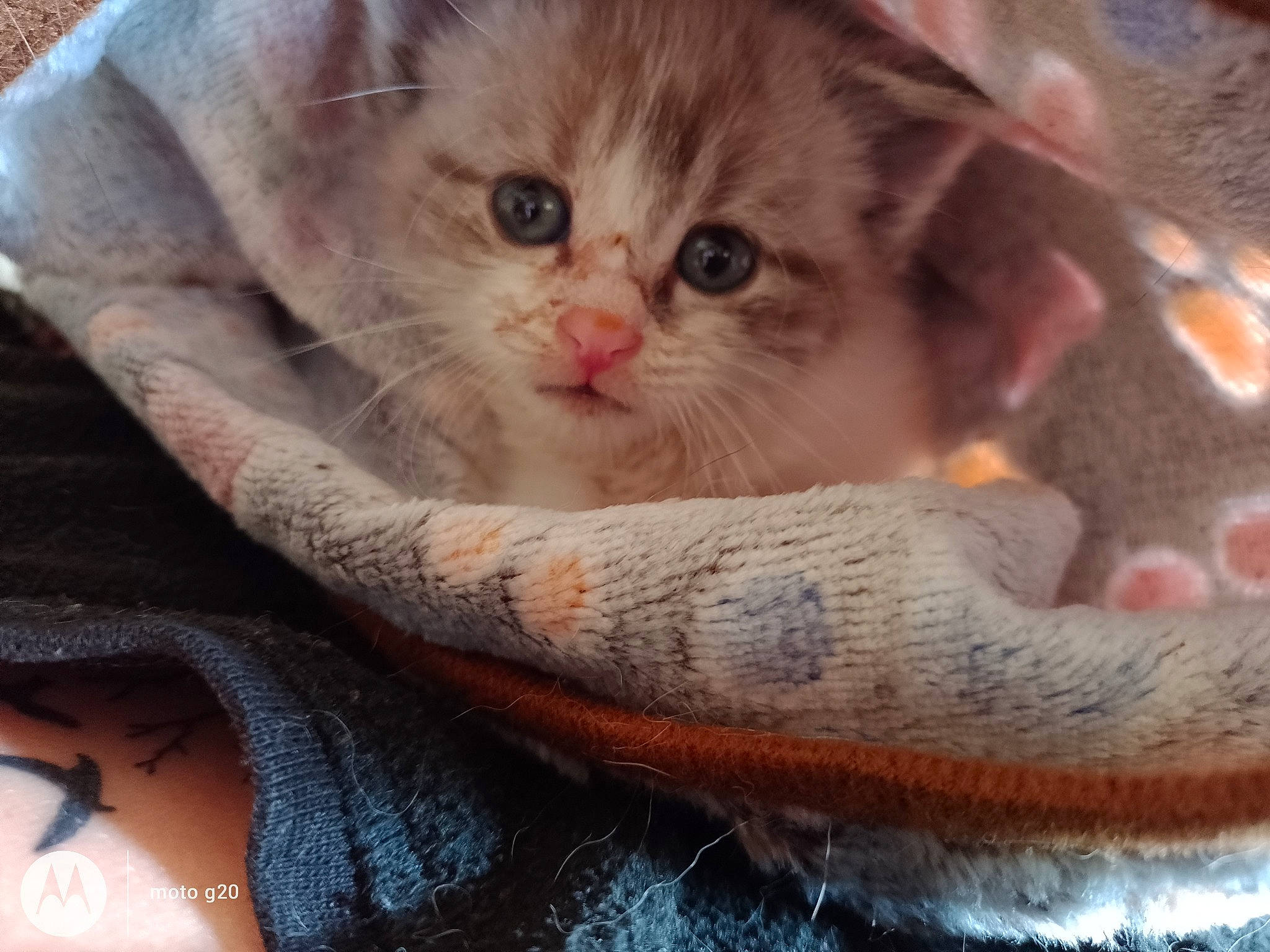 Sushis participe au concours pour gagner de l'argent avec cette photo : carnivore, cat, cat_supply, claw, comfort, domestic_short_haired_cat, fawn, felidae, fur, paw, photo_caption, small_to_medium_sized_cats, snout, whiskers