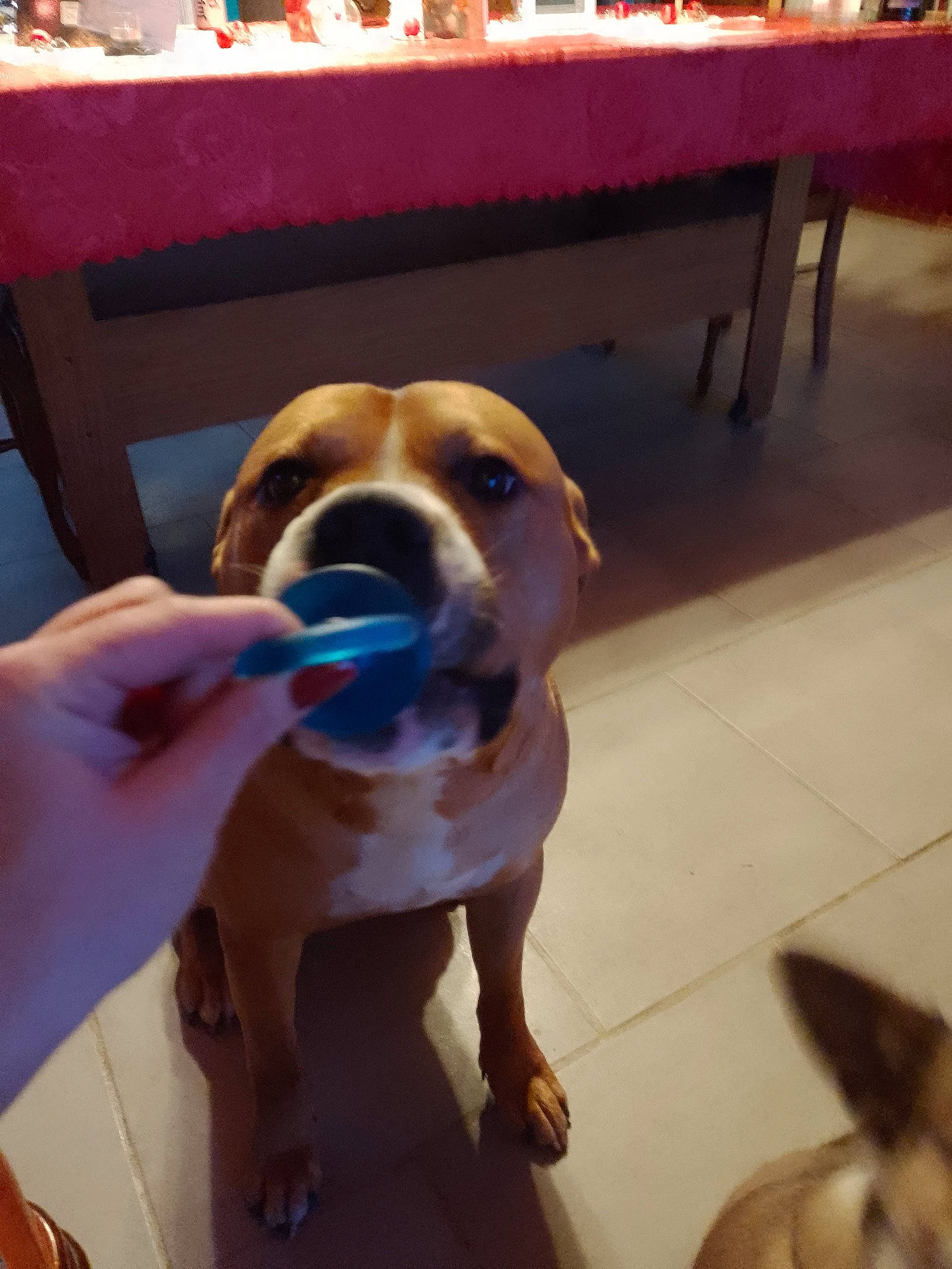 Djack participe au concours pour gagner de l'argent avec cette photo : beaglier, carnivore, chair, companion_dog, dog, dog_breed, fawn, floor, flooring, hardwood, mammal, paw, table, varnish, vertebrate, wood, working_animal, working_dog