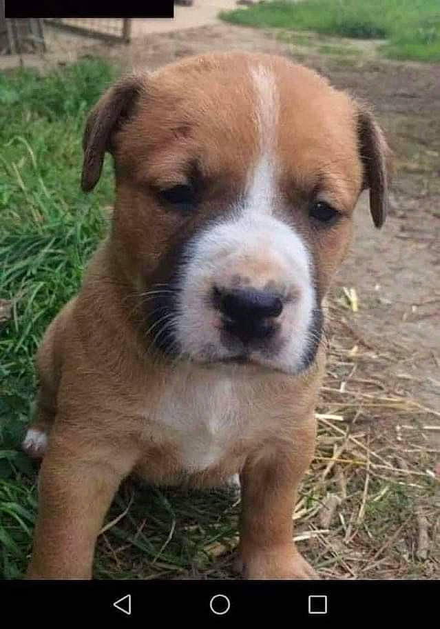 Djack a rejoint le concours — aidez-le/la à gagner de superbes lots ! ancient_dog_breeds, canidae, carnivore, companion_dog, dog, dog_breed, grass, hunting_dog, puppy, screenshot, sporting_group, terrestrial_animal, whiskers, working_animal, working_dog