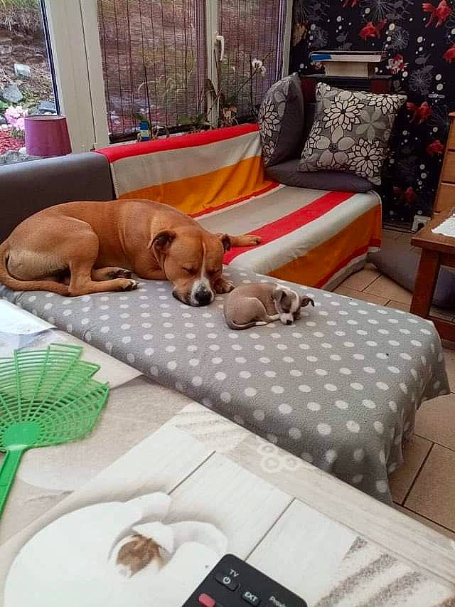 Djack participe au concours pour gagner de l'argent avec cette photo : carnivore, coffee_table, comfort, companion_dog, dog, dog_breed, fawn, floor, flooring, hardwood, leisure, linens, outdoor_furniture, plant, room, studio_couch, table, tableware, wood, working_animal