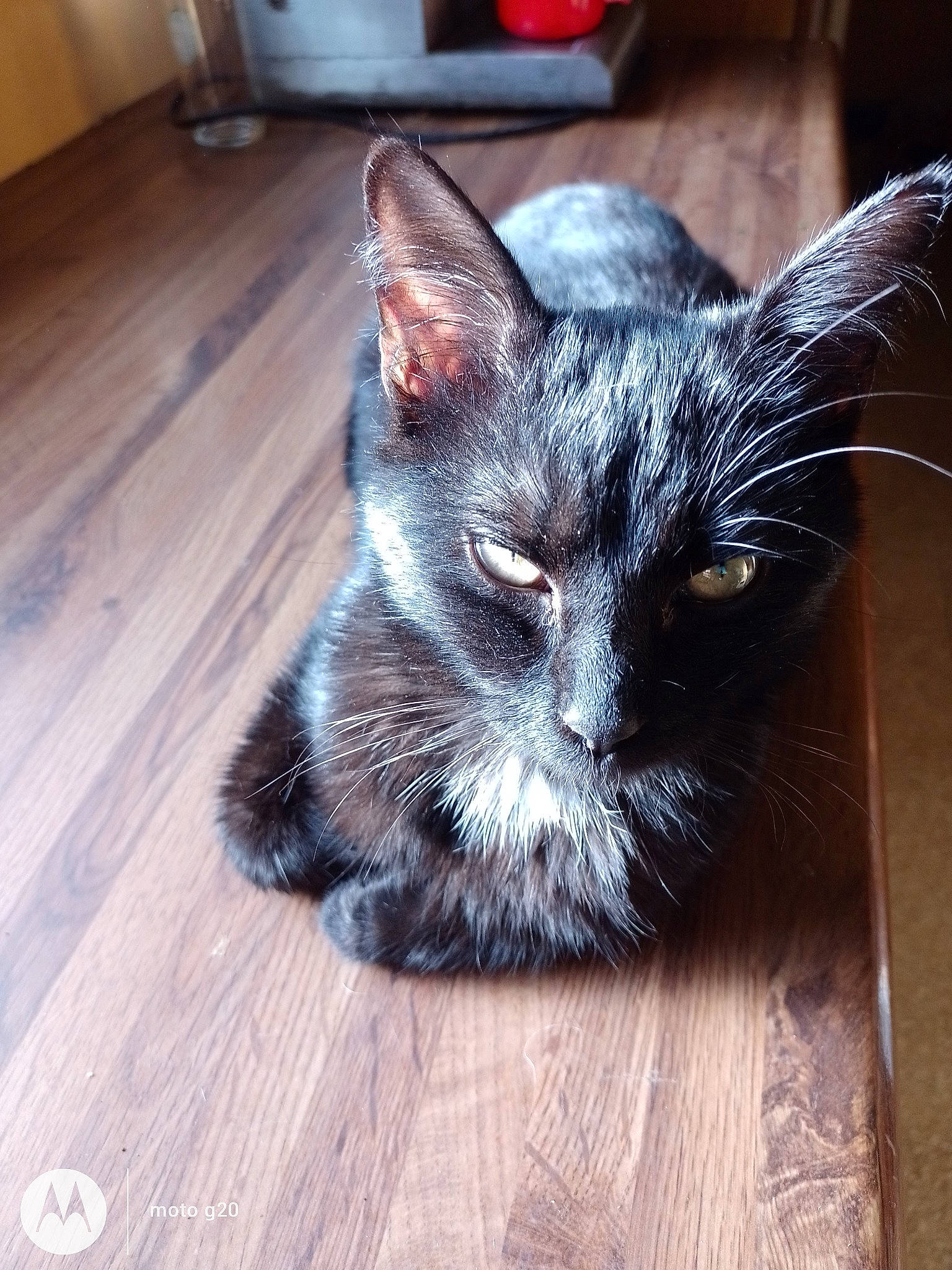 Etoile participe au concours pour gagner de l'argent avec cette photo : black_cat, bombay, carnivore, cat, claw, comfort, domestic_short_haired_cat, felidae, flooring, fur, grey, hardwood, paw, plank, small_to_medium_sized_cats, varnish, whiskers, wood, wood_flooring, wood_stain