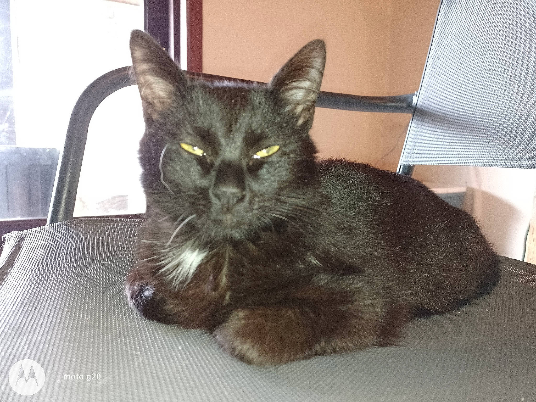 Etoile a rejoint le concours — aidez-le/la à gagner de superbes lots ! black_cat, bombay, carnivore, cat, cat_furniture, cat_supply, claw, comfort, domestic_short_haired_cat, eye, felidae, fur, grey, paw, sitting, small_to_medium_sized_cats, snout, tail, terrestrial_animal, whiskers