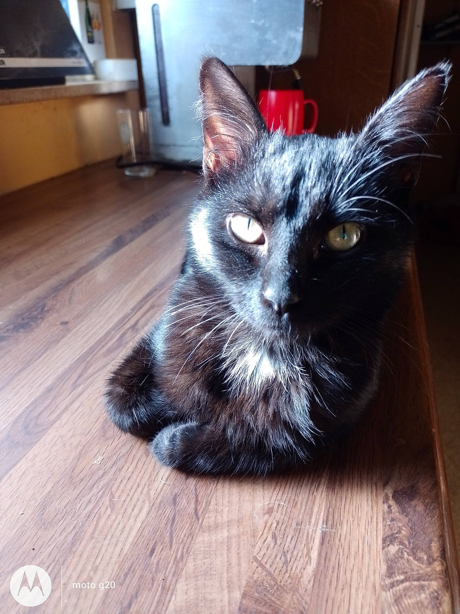 Etoile a rejoint le concours — aidez-le/la à gagner de superbes lots ! black_cat, carnivore, cat, claw, domestic_short_haired_cat, door, felidae, flooring, fur, hardwood, paw, small_to_medium_sized_cats, snout, tail, television, terrestrial_animal, whiskers, wood, wood_flooring, wood_stain