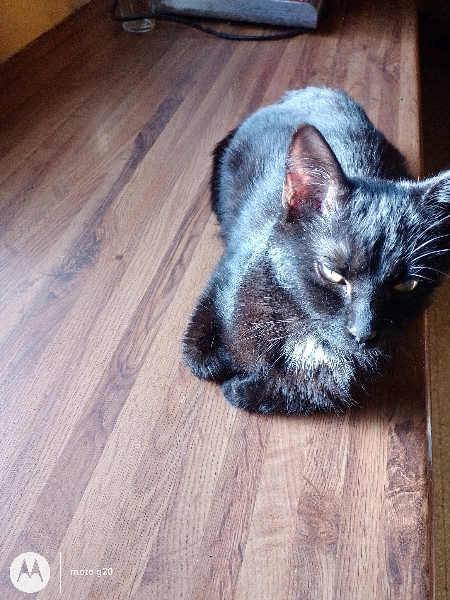 Etoile participe au concours pour gagner de l'argent avec cette photo : carnivore, cat, comfort, domestic_short_haired_cat, felidae, floor, flooring, fur, grey, hardwood, laminate_flooring, plank, small_to_medium_sized_cats, snout, tail, varnish, whiskers, wood, wood_flooring, wood_stain