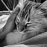 Ragnar a rejoint le concours — aidez-le/la à gagner de superbes lots ! animal, black_and_white, calm, cat, closeup, comfort, cute, domestic, face, feline, fluffy, fur, hand, indoor, pet, relaxed, resting, sleepy, touch, whiskers