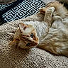 Ragnar a rejoint le concours — aidez-le/la à gagner de superbes lots ! blanket, blue_eyes, cat, closeup, comfort, cozy, cream, cute, feline, fluffy, home, indoor, orange, patterned_rug, pet, relaxed, resting, soft, textured, woven_basket
