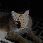 Ragnar participe au concours pour gagner de l'argent avec cette photo : animal, blue_eyes, cat, close_up, cute, domestic_cat, feline, fur, heterochromia, indoor, laying_down, light, orange_eyes, patterned_rug, pet, portrait, relaxed, shadow, soft_fur, whiskers