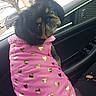 dog, pet, pink_jacket, gold_hearts, car_interior, window, tree, parking_lot, black_fur, small_dog, looking_back, seat, door_panel, side_mirror, cute, animal, winter_clothing, vehicle, daytime, outdoor