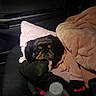 Asia is registered to the contest to win money with this photo: animal, black_dog, blanket, car_interior, car_trip, companion, cozy, cute, dog, face, fur, indoors, leather_seat, pet, pink_blanket, resting, seat, small_dog, soft_texture, travel
