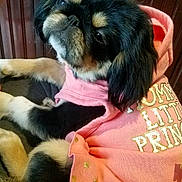 Asia is registered to the contest to win money with this photo: adorable, animal, black_fur, casual, clothing, cozy, cute, dog, fabric, gold_accents, indoor, looking_back, pet, pink_hoodie, portrait, puppy, resting, small_dog, tan_fur, wooden_background