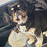 Asia joined the competition — help win amazing prizes! animal, black_and_tan, car_interior, center_console, collar, cute, dashboard, daytime, dog, indoor, leather, pet, purse, road, seat, seatbelt, small_dog, vehicle, water_bottle, window