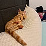 Bandito is registered to the contest to win money with this photo: bedroom, cat, cozy, cute, domestic_animal, feline, fur, indoor, kitten, nap, orange_tabby, pet, pillow, pink_paws, relaxing, resting, sleeping, soft_lighting, tail, textured_pillow