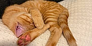 Bandito is registered to the contest to win money with this photo: animal, blanket, cat, comfort, cozy, cute, feline, fur, indoor, kitten, nap, orange_tabby, paw, pet, relax, rest, sleeping, soft, tail, whiskers
