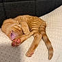 animal, blanket, cat, comfort, cozy, cute, feline, fur, indoor, kitten, nap, orange_tabby, paw, pet, relax, rest, sleeping, soft, tail, whiskers