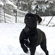 Ace a rejoint le concours — aidez-le/la à gagner de superbes lots ! dog, black_dog, snow, winter, outdoors, animal, pet, standing, raised_paw, snowflakes, snowy_landscape, fence, woodland, trees, portrait, canine, collar, white_chest, playful, nature