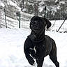 dog, black_dog, snow, winter, outdoors, animal, pet, standing, raised_paw, snowflakes, snowy_landscape, fence, woodland, trees, portrait, canine, collar, white_chest, playful, nature