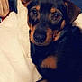 Bud joined the competition — help win amazing prizes! dog, pet, bed, indoor, black_and_tan, canine, fur, animal, resting, looking, ears, eyes, comfortable, blanket, white_sheet, cute, domestic, companion, relaxed, portrait