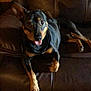 Bud is registered to the contest to win money with this photo: dog, pet, leather_couch, brown, indoor, animal, canine, tongue_out, relaxed, comfortable, fur, ears, paw, looking_up, home, cozy, resting, domestic, friendly, companion