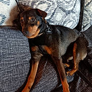 Bud joined the competition — help win amazing prizes! dog, pet, couch, indoor, relaxed, brown, black, fur, canine, collar, comfort, resting, paw, animal, home, furniture, domestic, laying, cute, companion