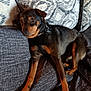 dog, pet, couch, indoor, relaxed, brown, black, fur, canine, collar, comfort, resting, paw, animal, home, furniture, domestic, laying, cute, companion